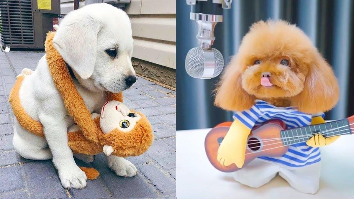 Animals on YouTube | YouTube Content | One Search Pro Digital Marketing