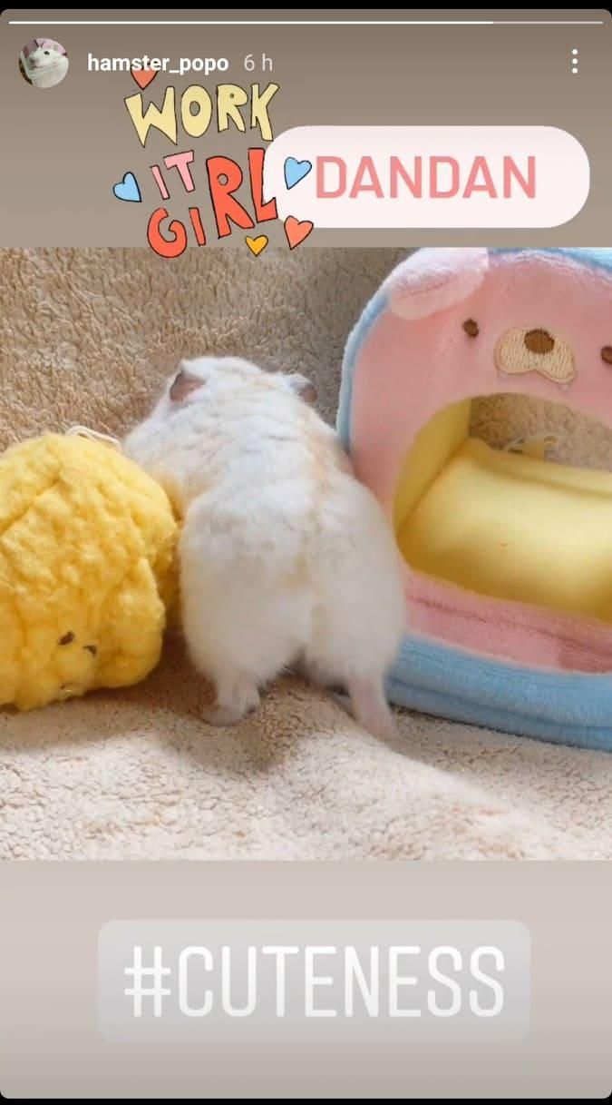 Cute Pet Pictures on Instagram | Social Media Platform | One Search Pro Digital Marketing